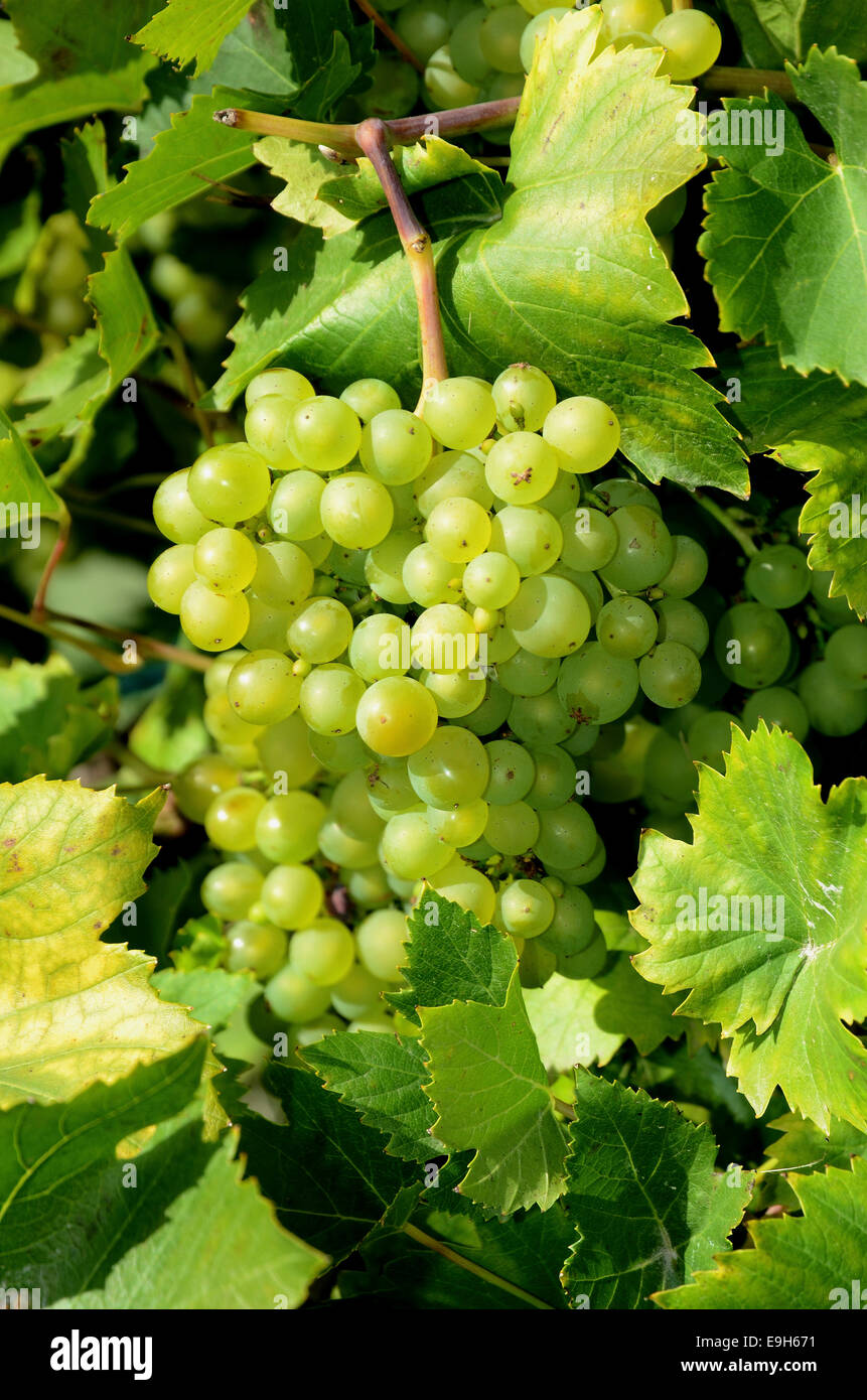 Himrod grape hires stock photography and images Alamy