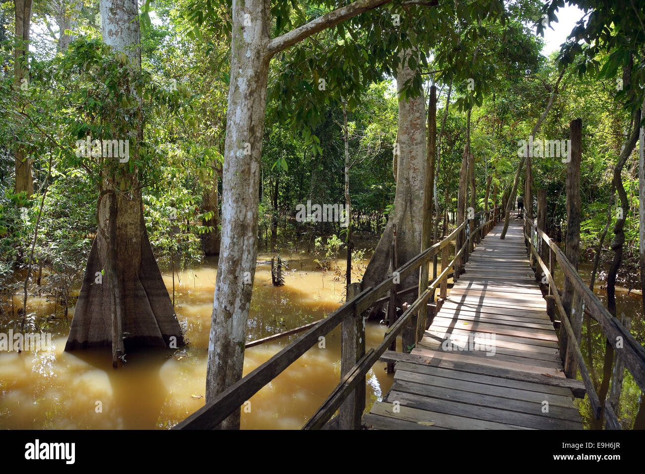Boardwalk in the flooded forests of Várzea, Manaus, Amazonas State, Brazil Stock Photo