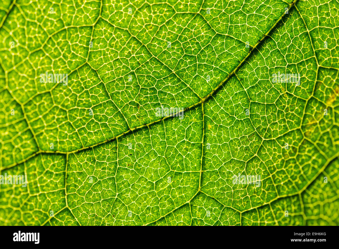 Green leaf, Hazel (Corylus), leaf veins Stock Photo
