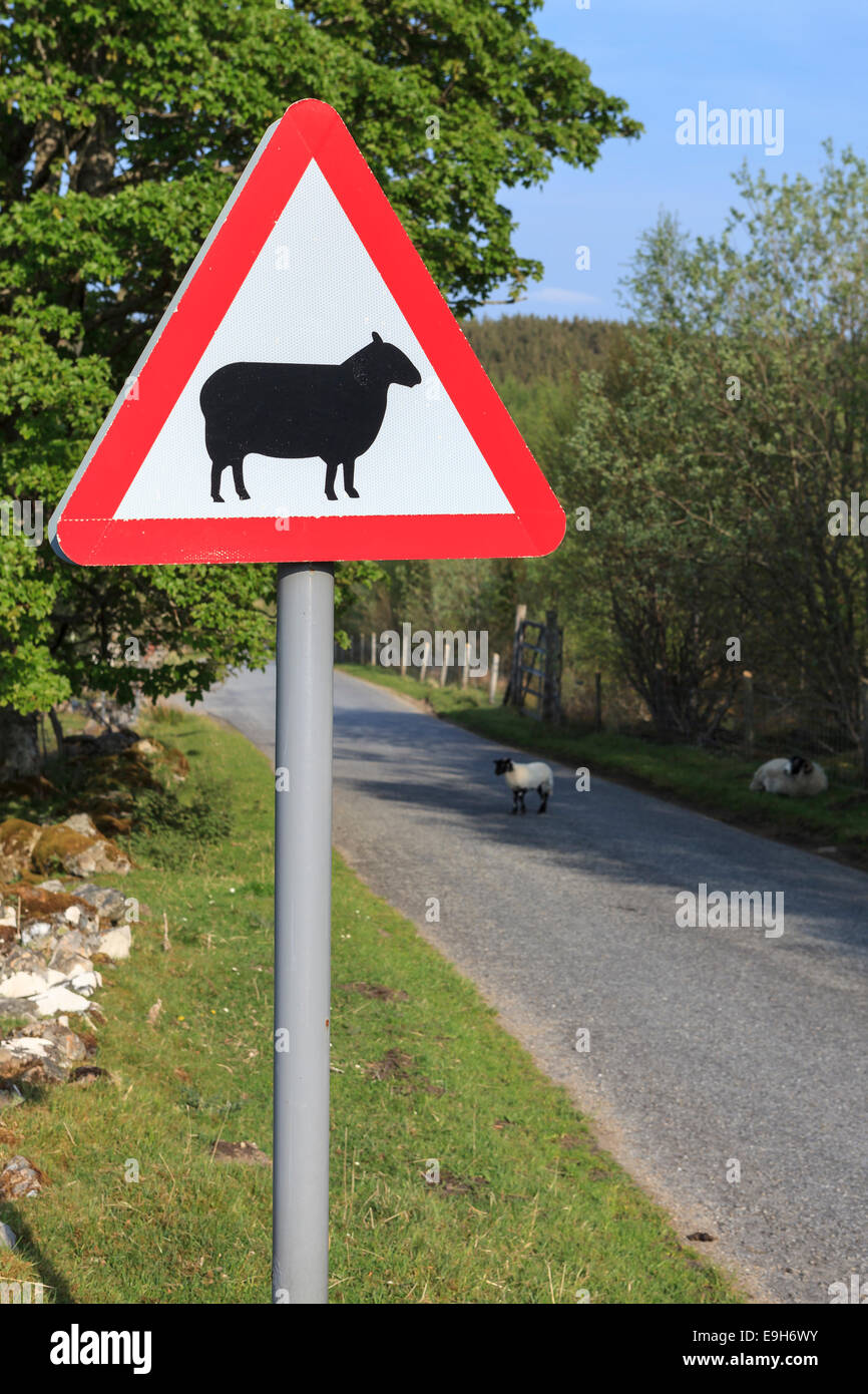Street sign, caution sheep, Pitlochry, Scotland, United Kingdom Stock Photo