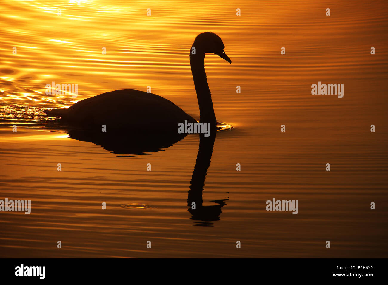 Mute Swan (Cygnus olor), backlight, reflection, Federsee lake, near Bad Buchau, Baden-Württemberg, Germany Stock Photo