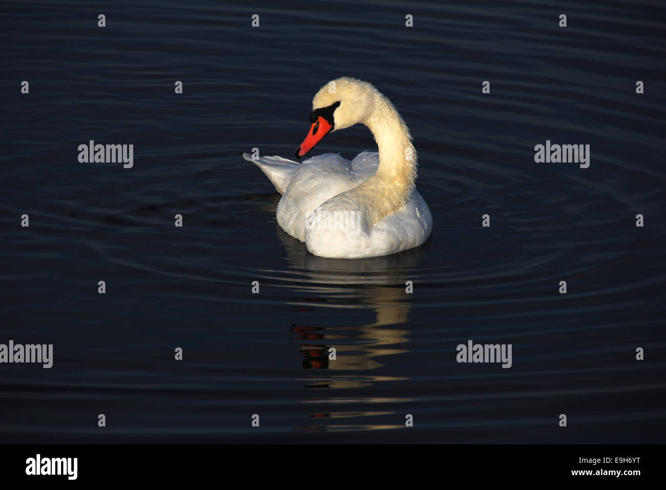 Mute Swan (Cygnus olor), Federsee lake, near Bad Buchau, Baden-Württemberg, Germany Stock Photo
