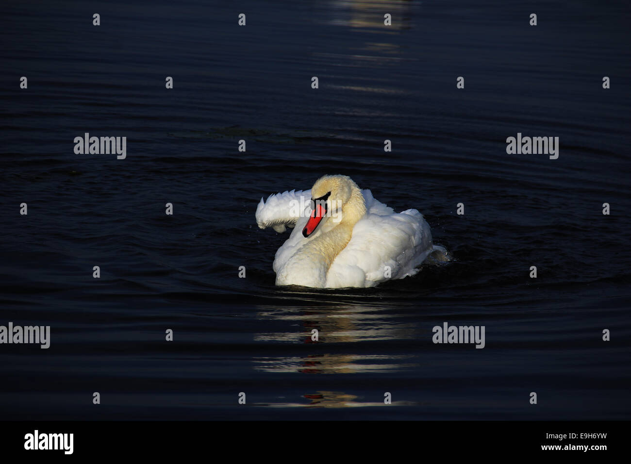 Mute Swan (Cygnus olor), territorial behaviour, Federsee lake, near Bad Buchau, Baden-Württemberg, Germany Stock Photo