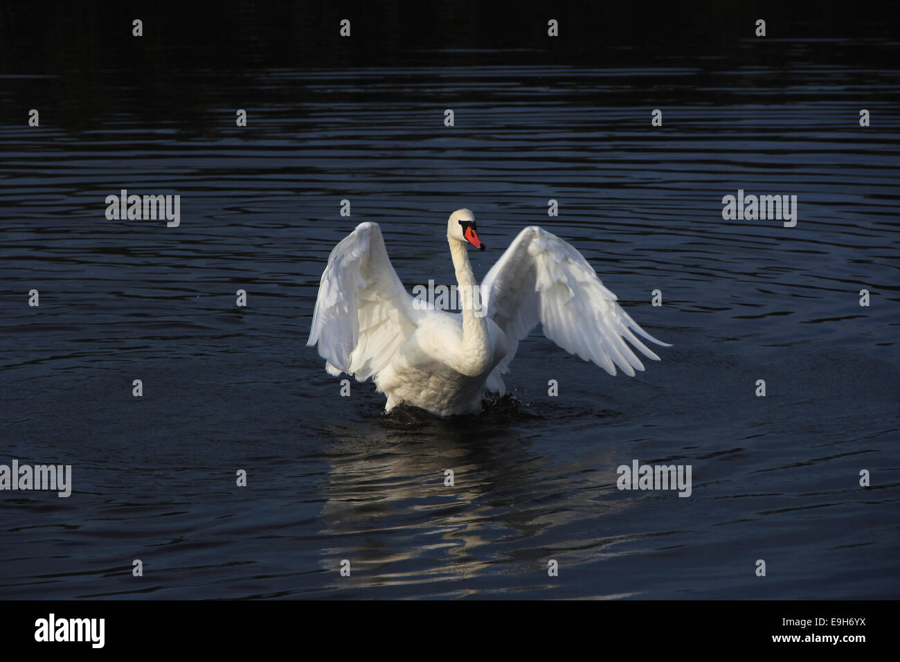 Mute Swan (Cygnus olor), beating wings, Federsee lake, near Bad Buchau, Baden-Württemberg, Germany Stock Photo