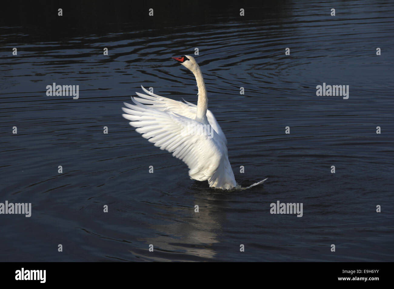 Mute Swan (Cygnus olor), beating wings, Federsee lake, near Bad Buchau, Baden-Württemberg, Germany Stock Photo