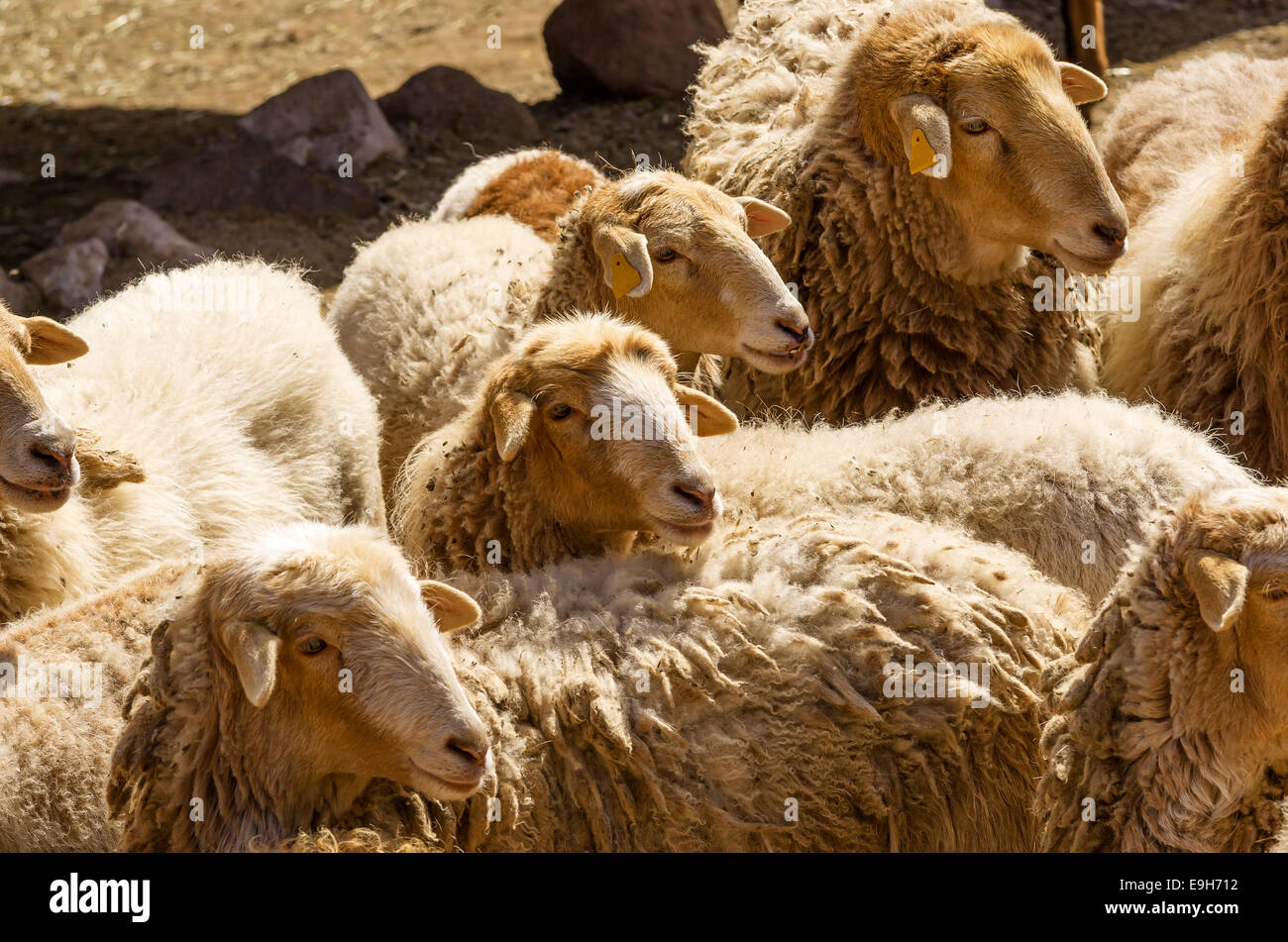 Flock of sheep, El Cedro, La Gomera, Canary Islands, Spain Stock Photo