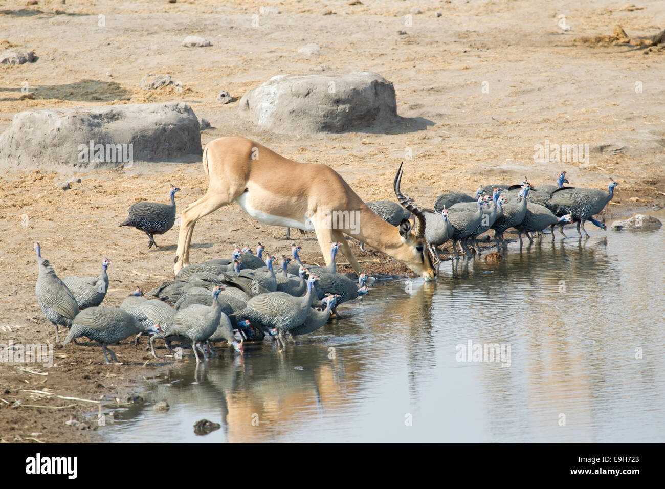 Springbok (Antidorcas marsupialis) drinking at a waterhole, Etosha National Park, Namibia Stock Photo