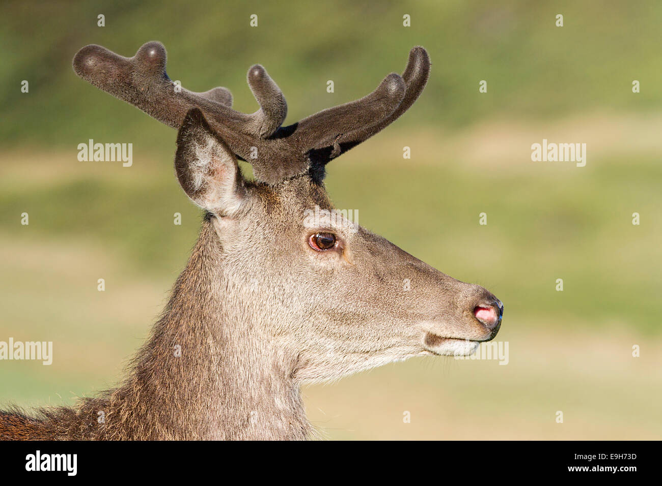 Close-up profile of a wild Red deer (Cervus elaphus) stag in velvet Stock Photo