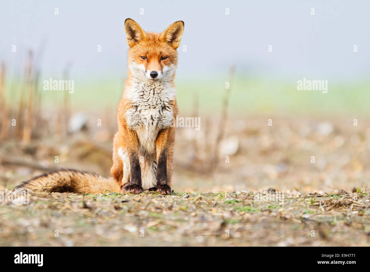 Red fox (Vulpes vulpes) resting in an arable field prior to a snow storm Stock Photo