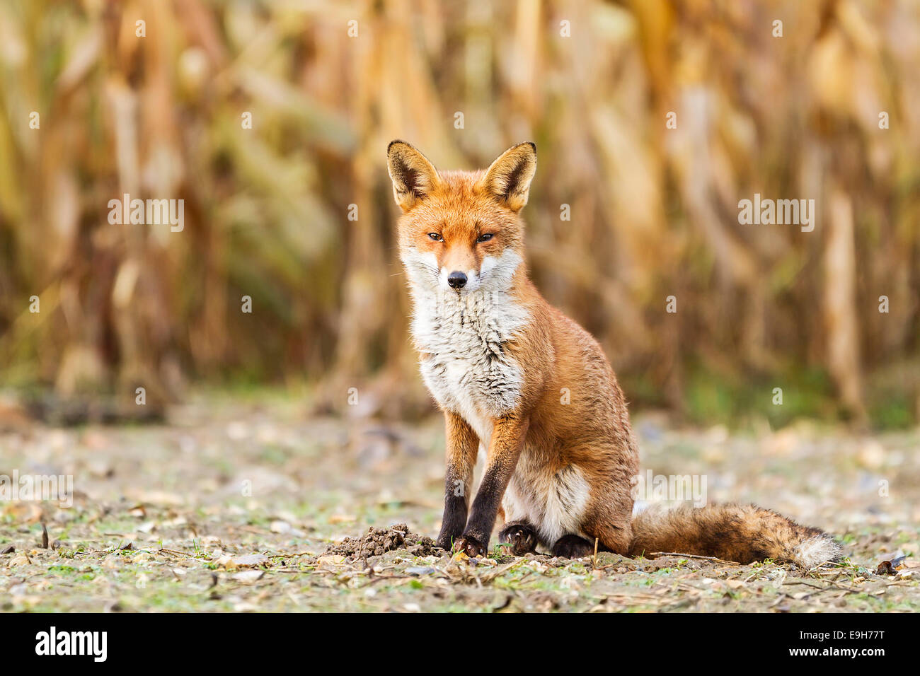 Red fox (Vulpes vulpes) resting in an arable field prior to a snow storm Stock Photo