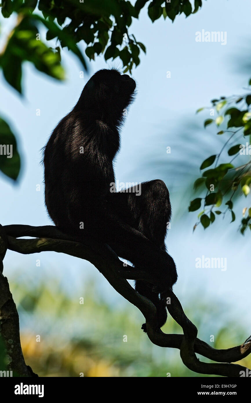 Captive Agile Gibbon (Hylobates agilis) at Singapore Zoo Stock Photo
