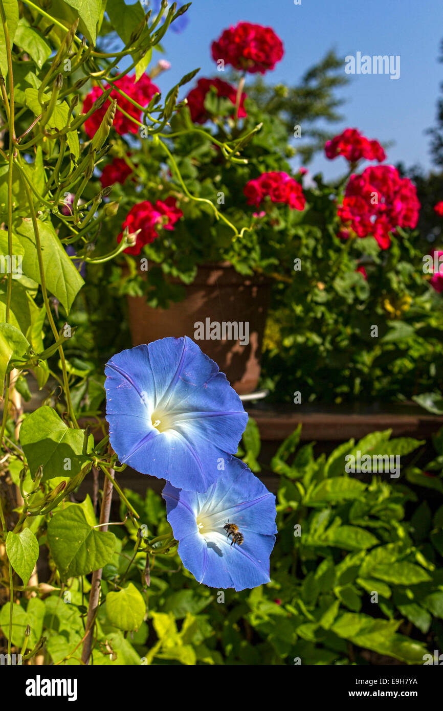 Blue Bindweed  ( Ipomoea tricolor ) and Geranium Flowers ( Pelargonium spec ) Stock Photo