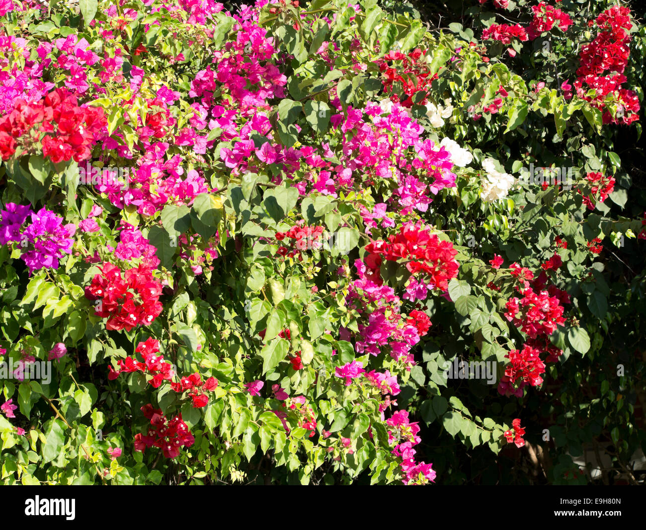 Bouganvilla Flowers Stock Photo