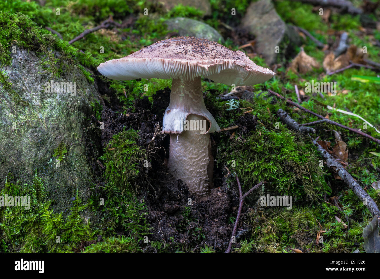 Blusher or Amanita Rubescens mushroom Stock Photo