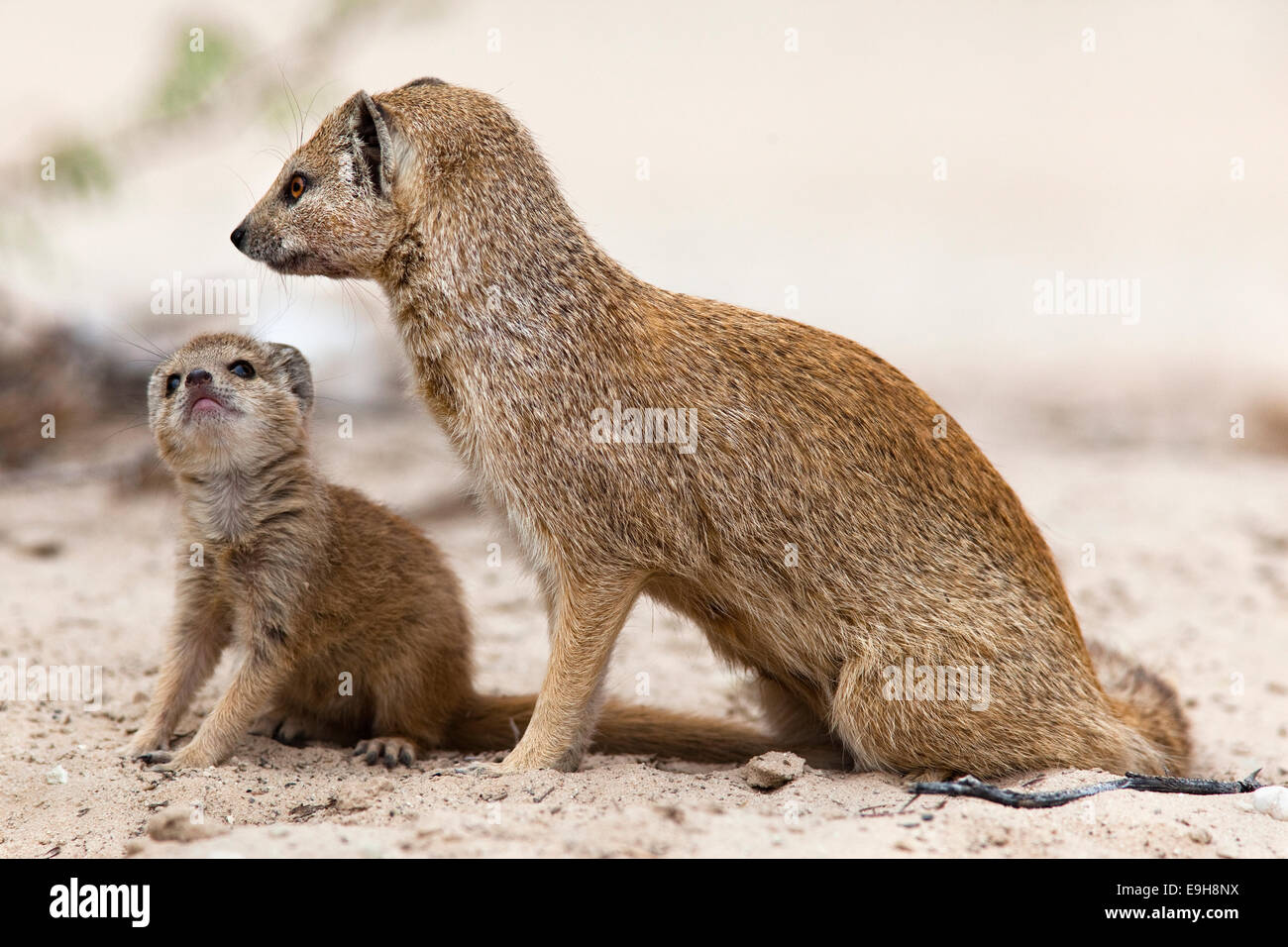 Yellow mongoose, Cynictis penicillata, with young, Kgalagadi Transfrontier Park, South Africa Stock Photo