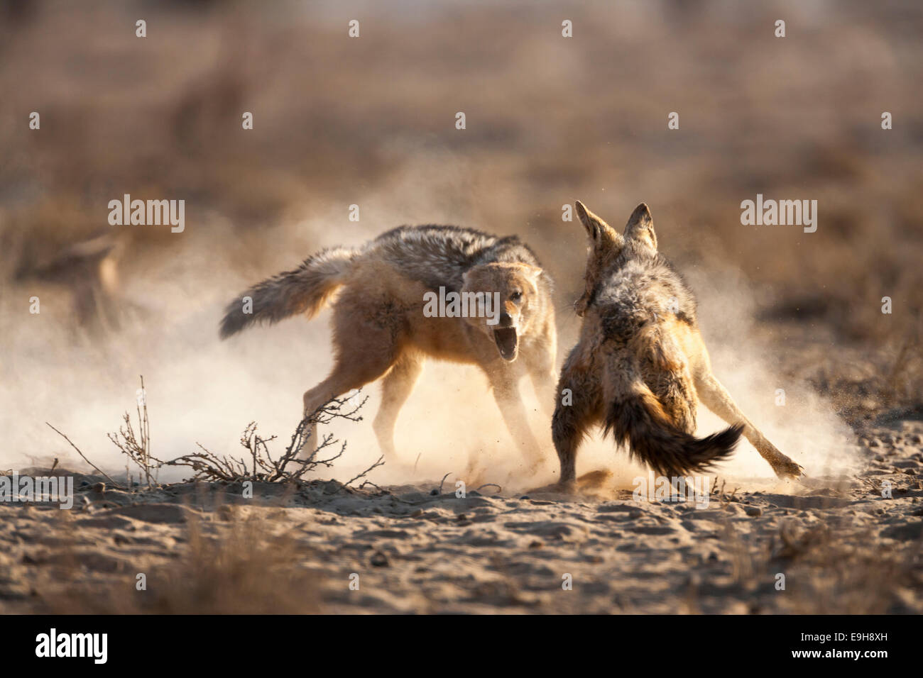 Blackbacked jackals, Canis mesomelas, fighting , Kgalagadi Transfrontier Park, South Africa Stock Photo