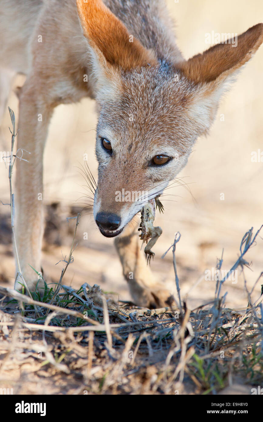 Blackbacked jackal, Canis mesomelas, eating lizard, Kgalagadi Transfrontier Park, South Africa Stock Photo