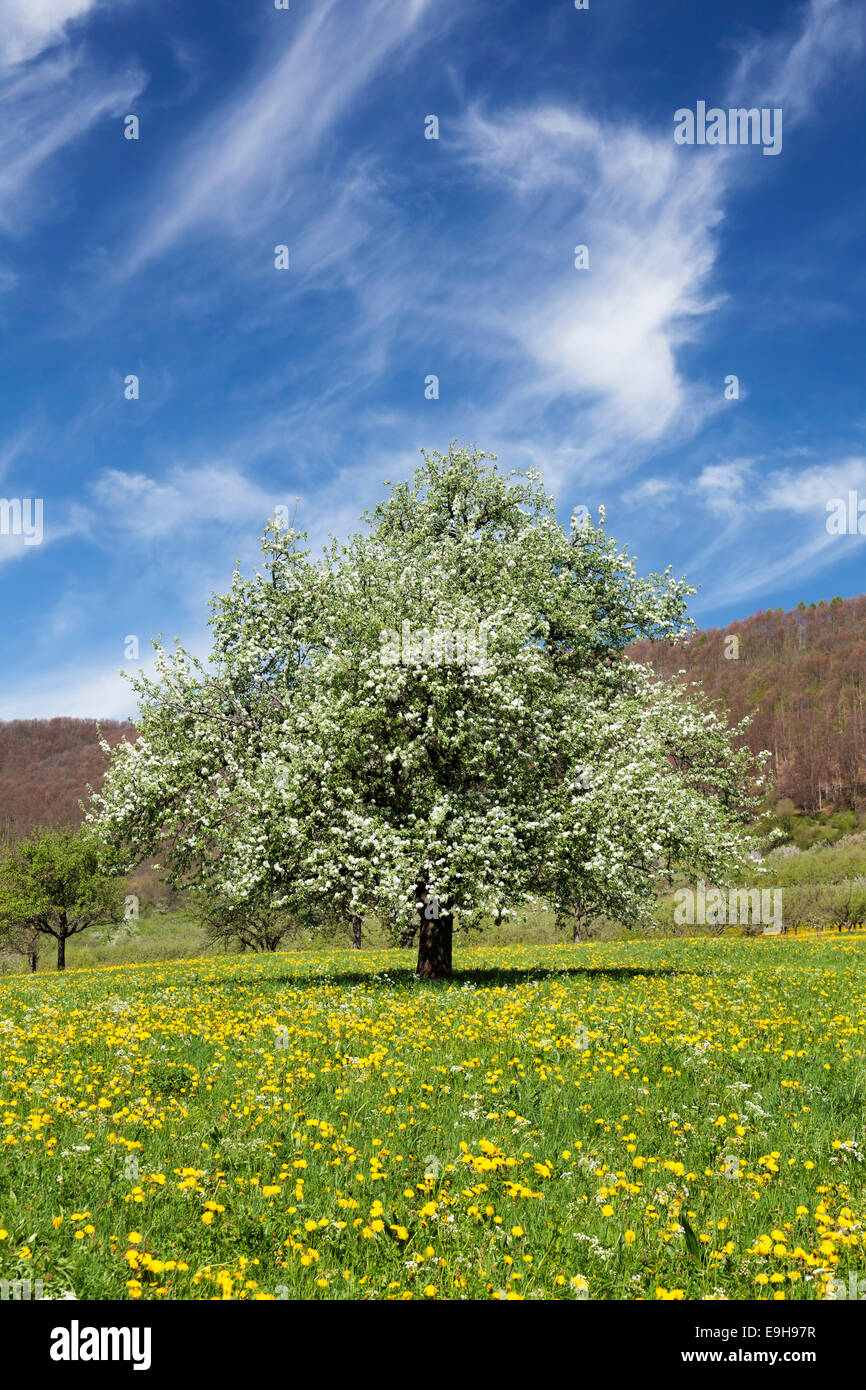 Fruit tree in blossom on a meadow in spring, Neidlinger Tal valley, Baden-Wuerttemberg, Germany Stock Photo