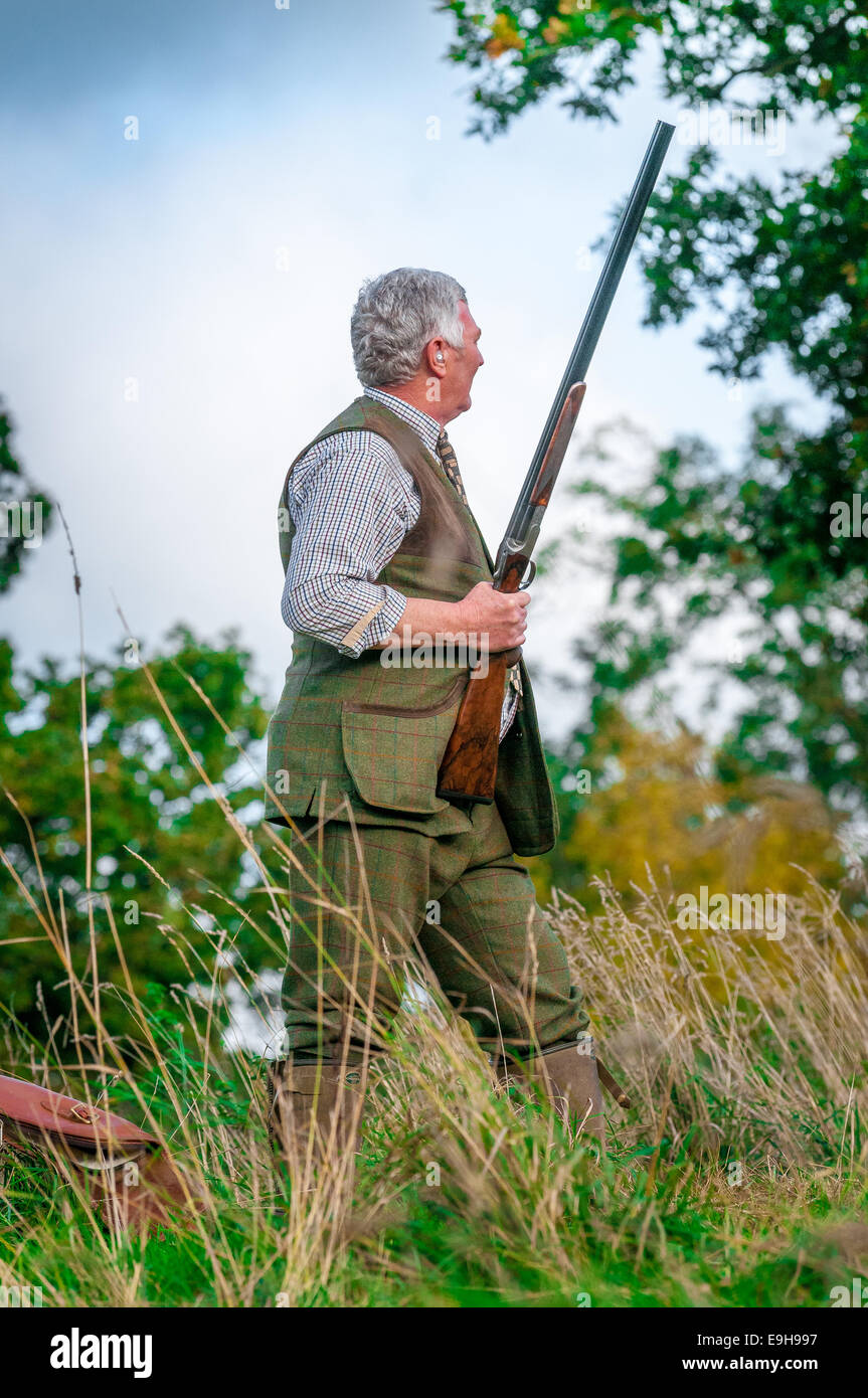 A man (normally know as a Gun) wearing  traditional shooting tweeds, stood with a shotgun on a driven pheasant shoot in England Stock Photo