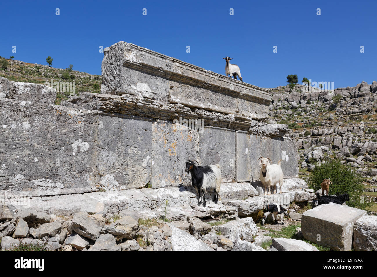 Goats standing on the ruins of the ancient city of Selge, Selge, Pisidia, Köprülü Canyon National Park, Antalya Province Stock Photo