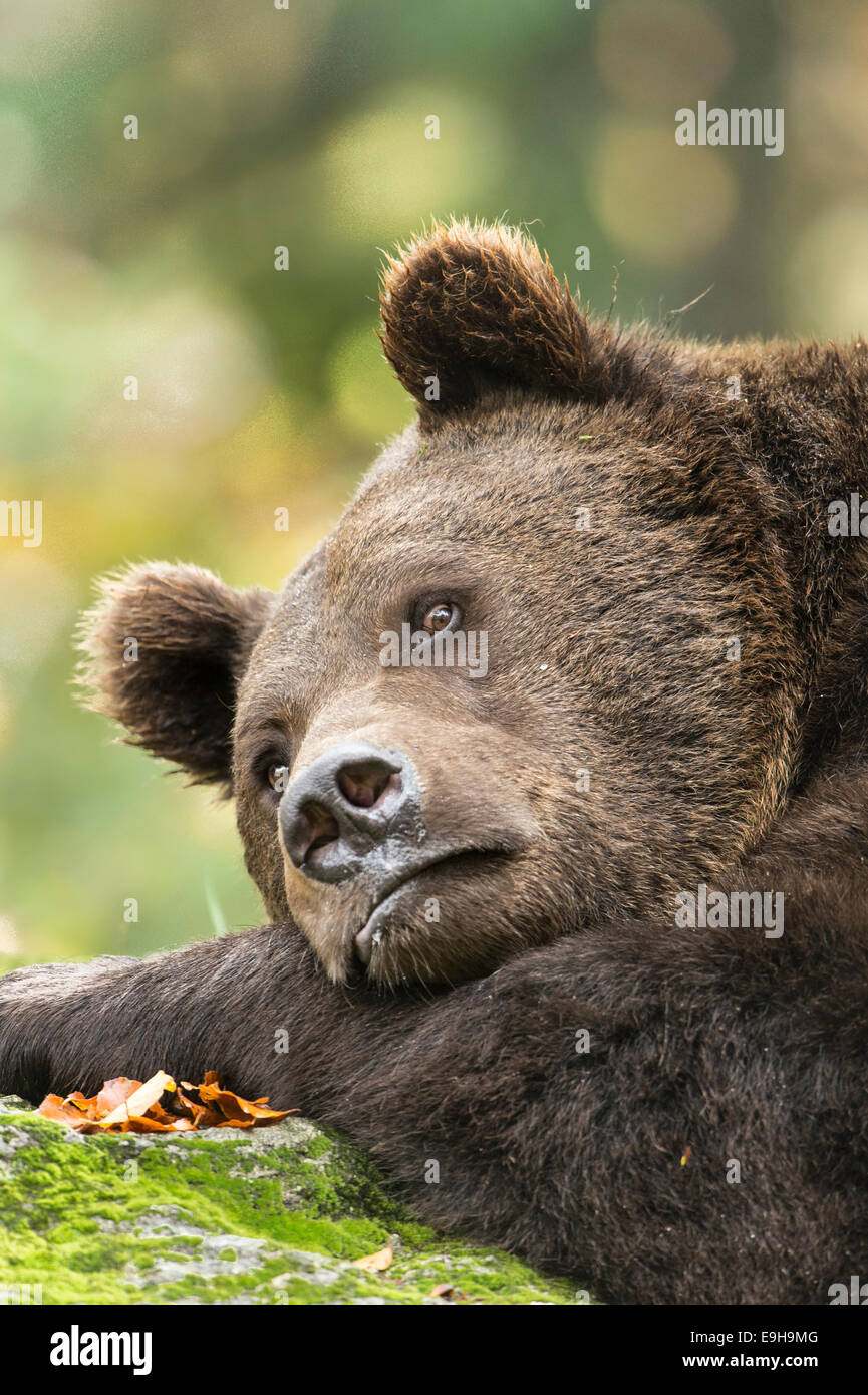 Brown Bear (Ursus arctos), Bavarian Forest National Park game reserve ...