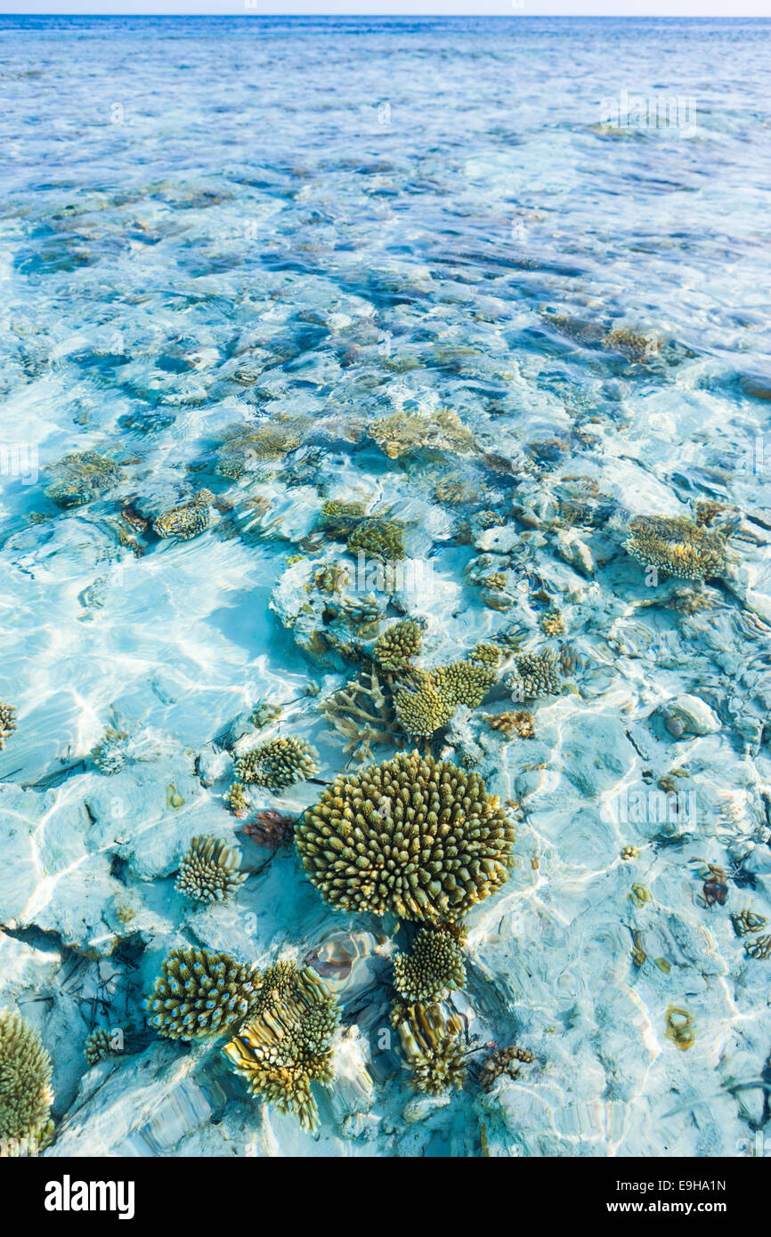Small polyp stony corals (Acropora nasuta) off a Maldives Island, North Malé Atoll, Maldives Stock Photo