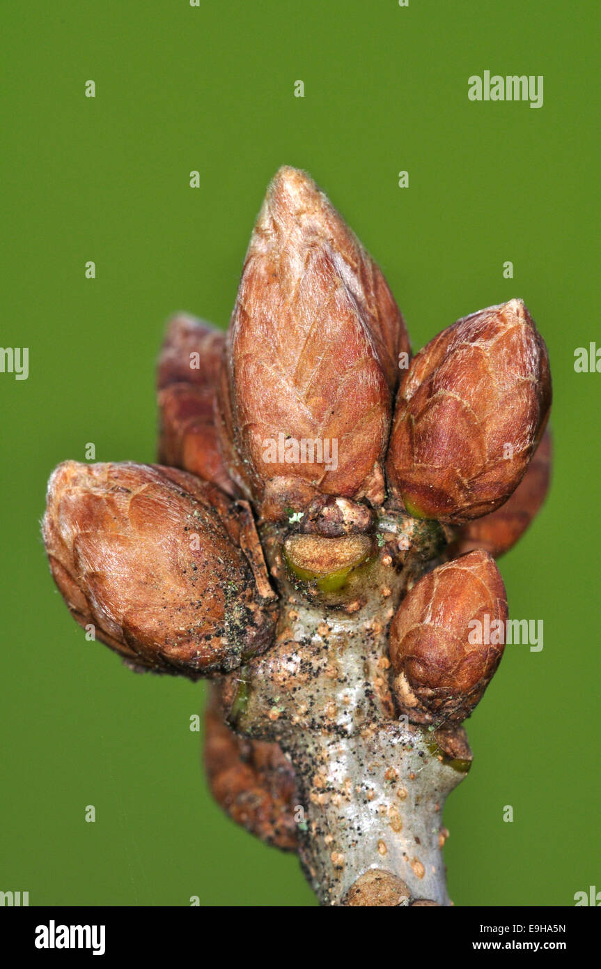An oak bud UK Stock Photo