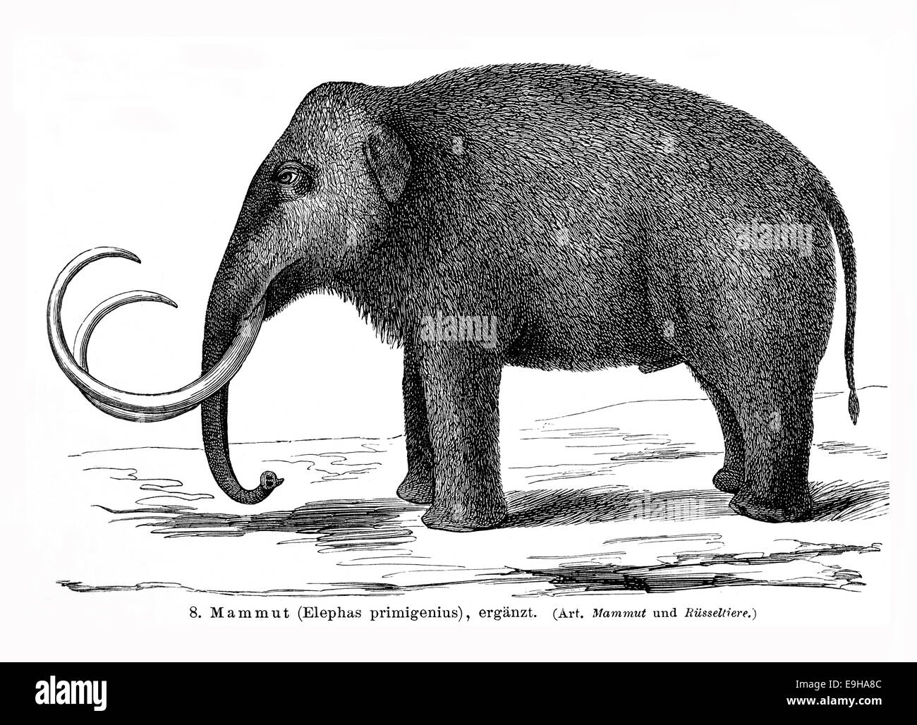 Illustration of a Mammoth (Elephas primigenius), Meyers Encyclopedia, 1897 Stock Photo