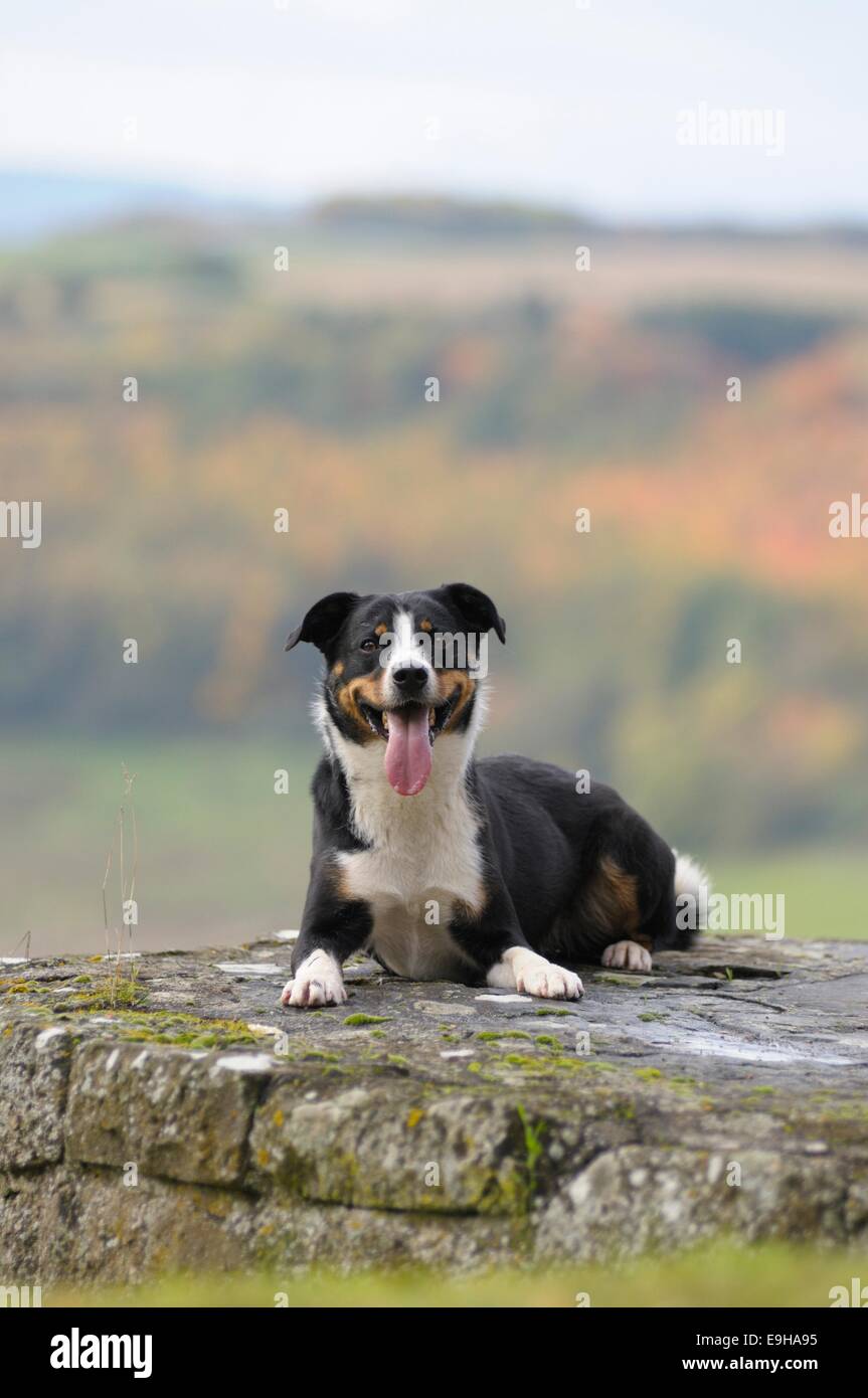 Appenzeller Sennenhund or Appenzell Mountain Dog lying on a wall, Germany Stock Photo