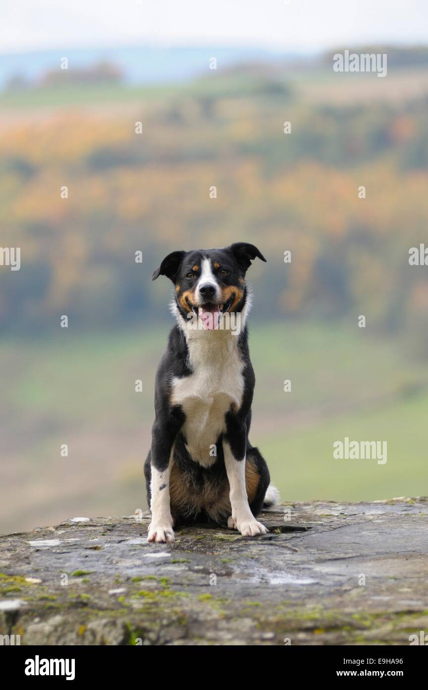 Appenzeller Sennenhund or Appenzell Mountain Dog, sitting on a wall, Germany Stock Photo