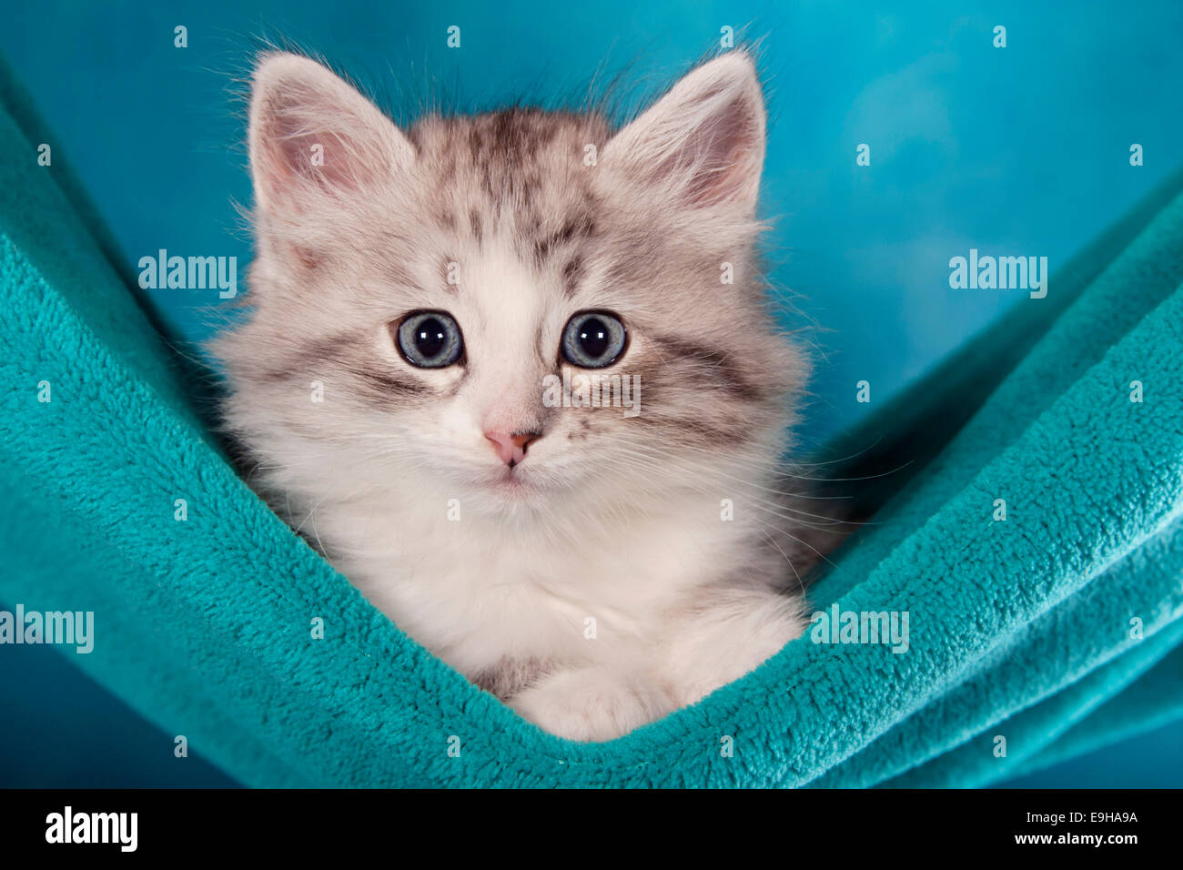 Siberian or Siberian Forest Cat, kitten Stock Photo