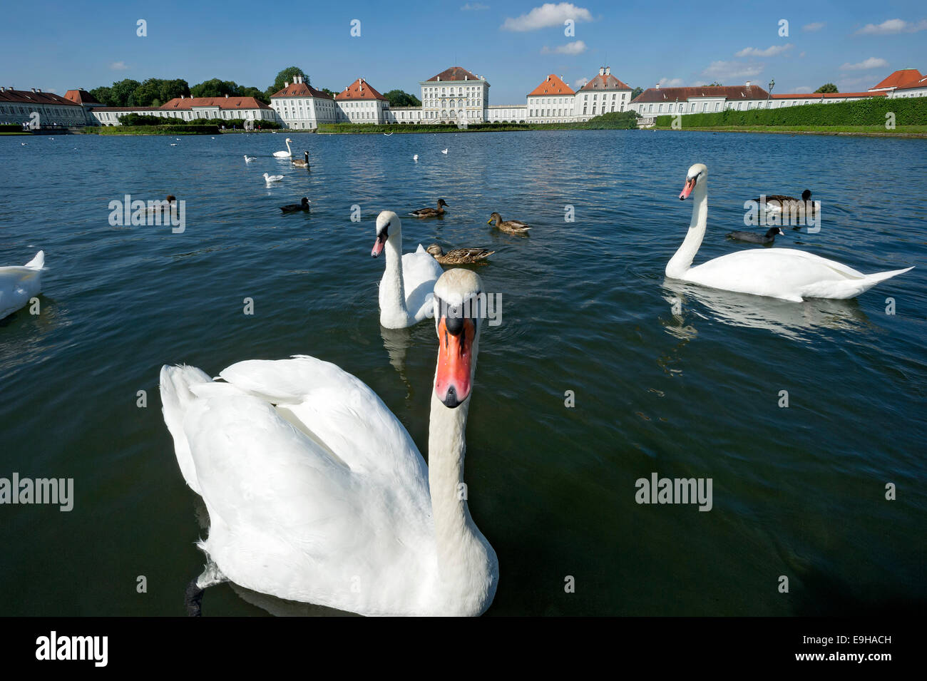 Mute swans (Cygnus olor) on the palace canal, behind the east side of Nymphenburg Palace, Munich, Upper Bavaria, Bavaria Stock Photo