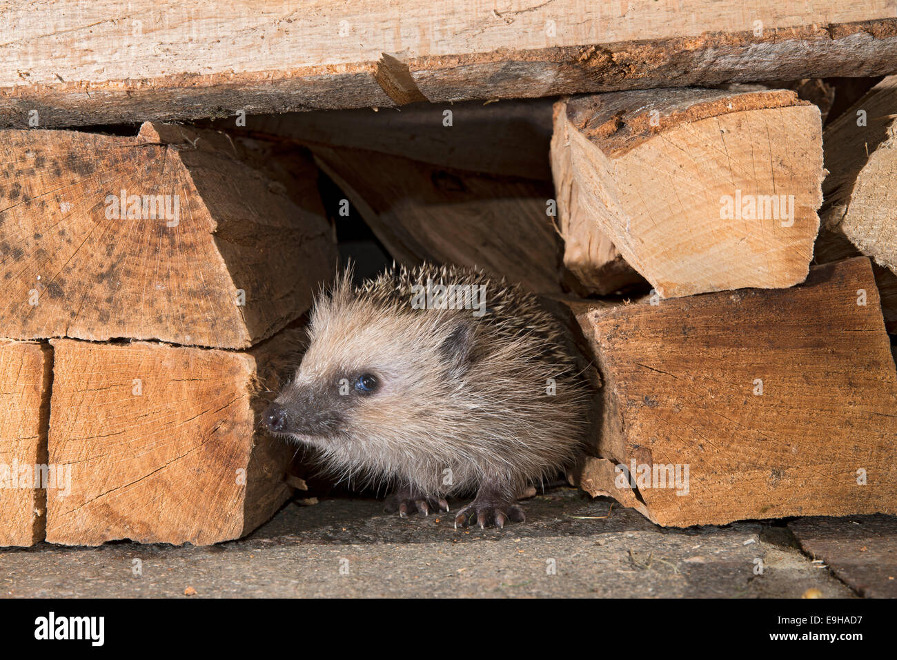 European hedgehog (Erinaceus europaeus), Tyrol, Austria Stock Photo