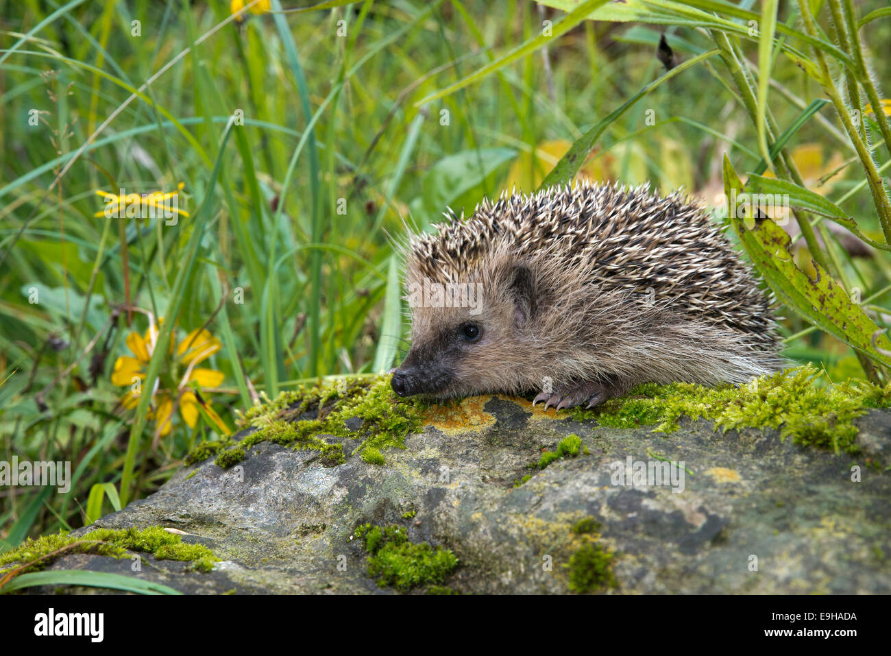European hedgehog (Erinaceus europaeus), Tyrol, Austria Stock Photo