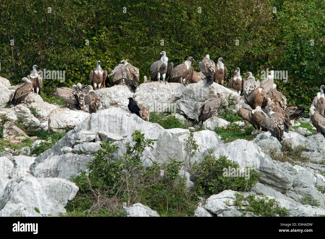 Griffon Vultures (Gyps fulvus), Province of Udine, Italy Stock Photo