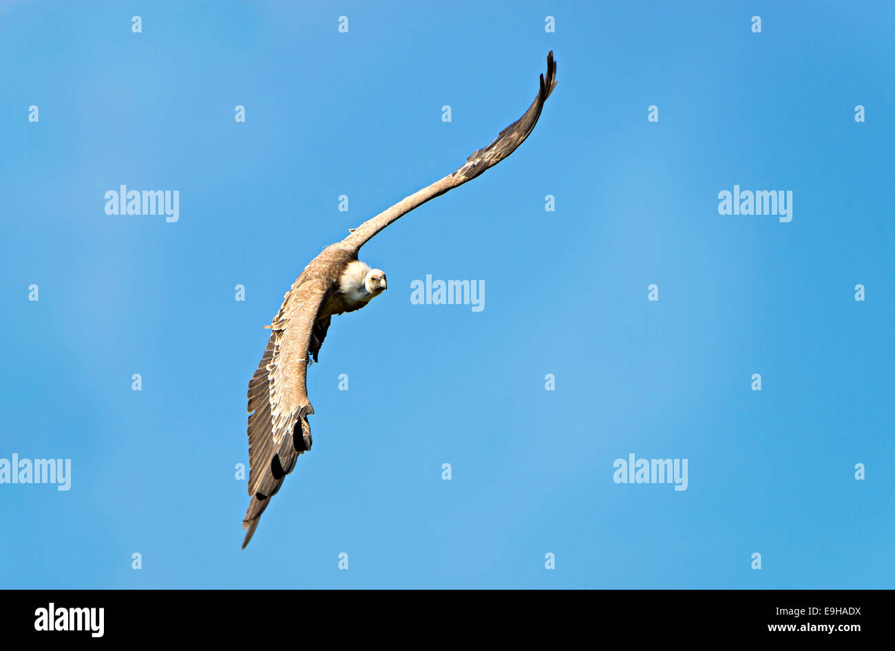 Griffon Vulture (Gyps fulvus) in flight, Province of Udine, Italy Stock Photo