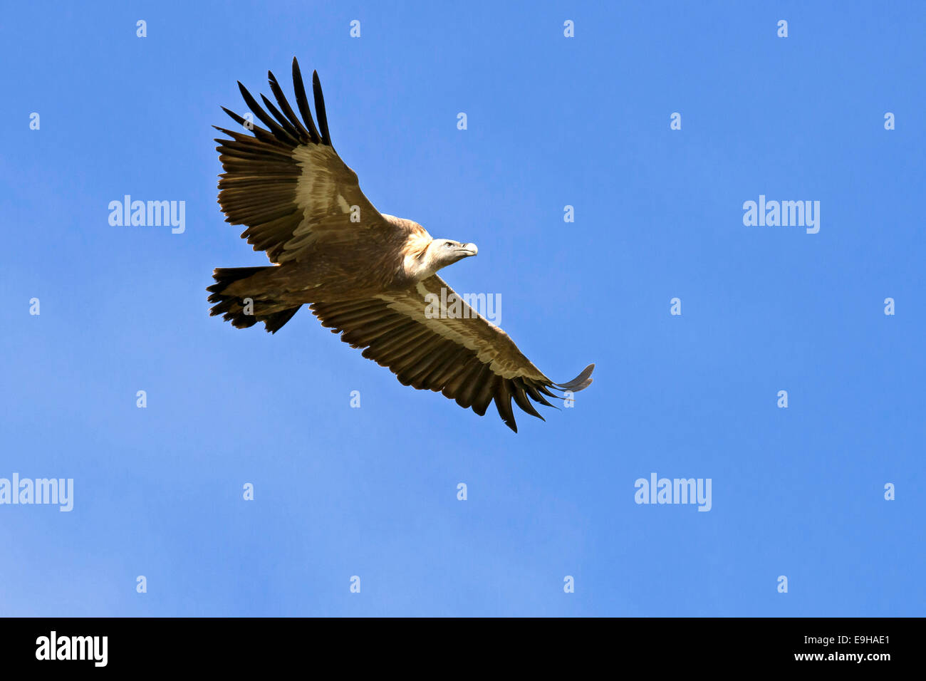 Griffon Vulture (Gyps fulvus) in flight, Province of Udine, Italy Stock Photo