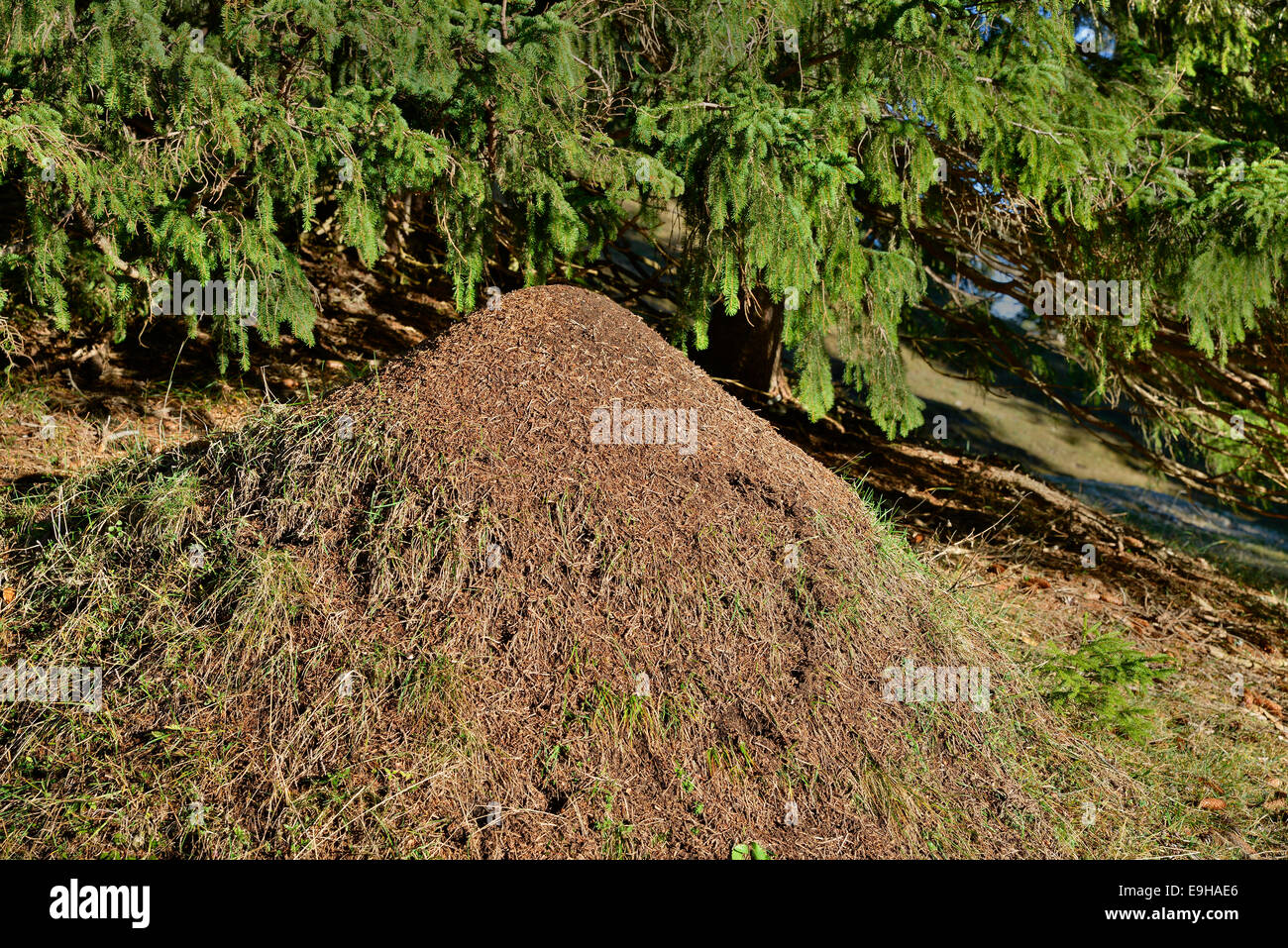 Anthill of the Big Red Wood Ant (Formica rufa), Tyrol, Austria Stock Photo