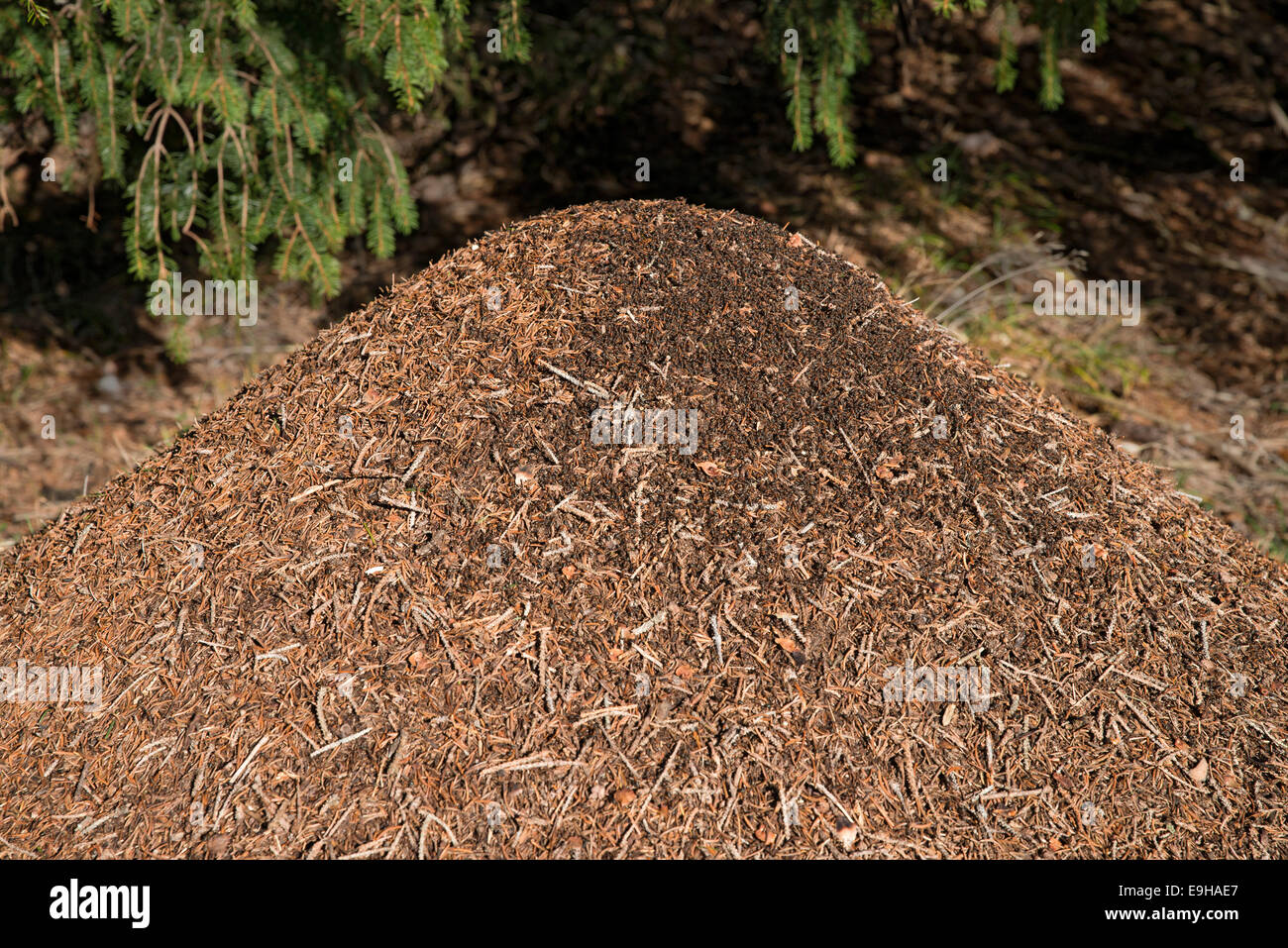 Anthill of the Big Red Wood Ant (Formica rufa), Tyrol, Austria Stock Photo
