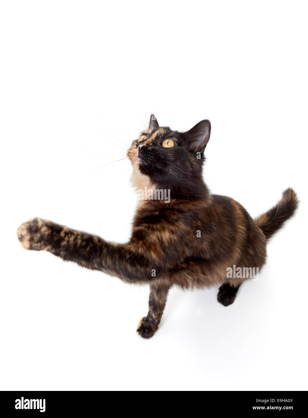 Playing cat Stock Photo