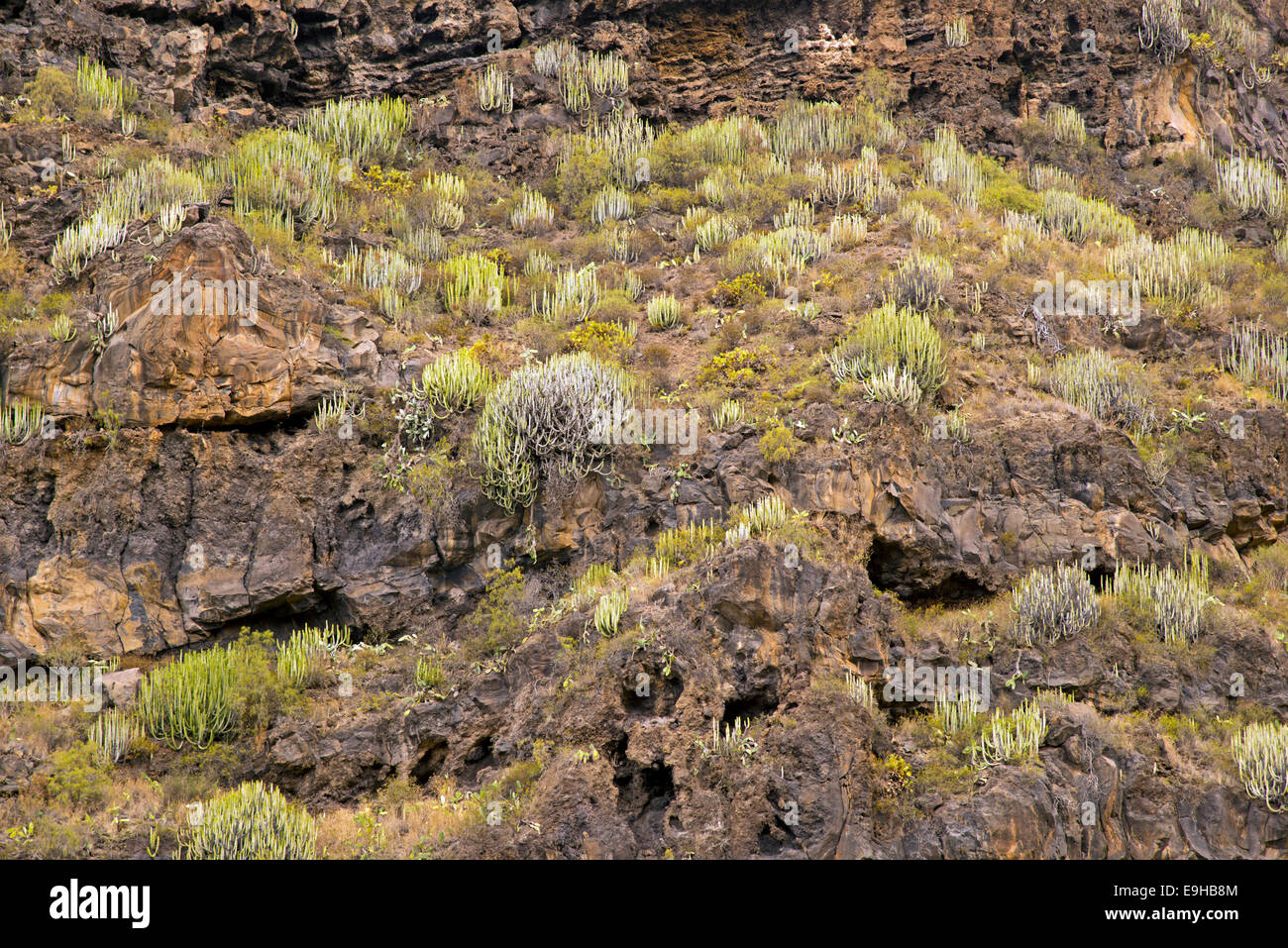 Euphorbia, spurge family (Euphorbiaceae), Tenerife, Canary Islands, Spain Stock Photo