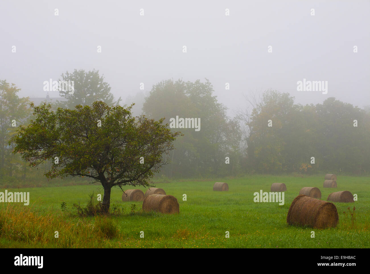 Old apple tree and hay bales in the morning fog, Eastern Townships