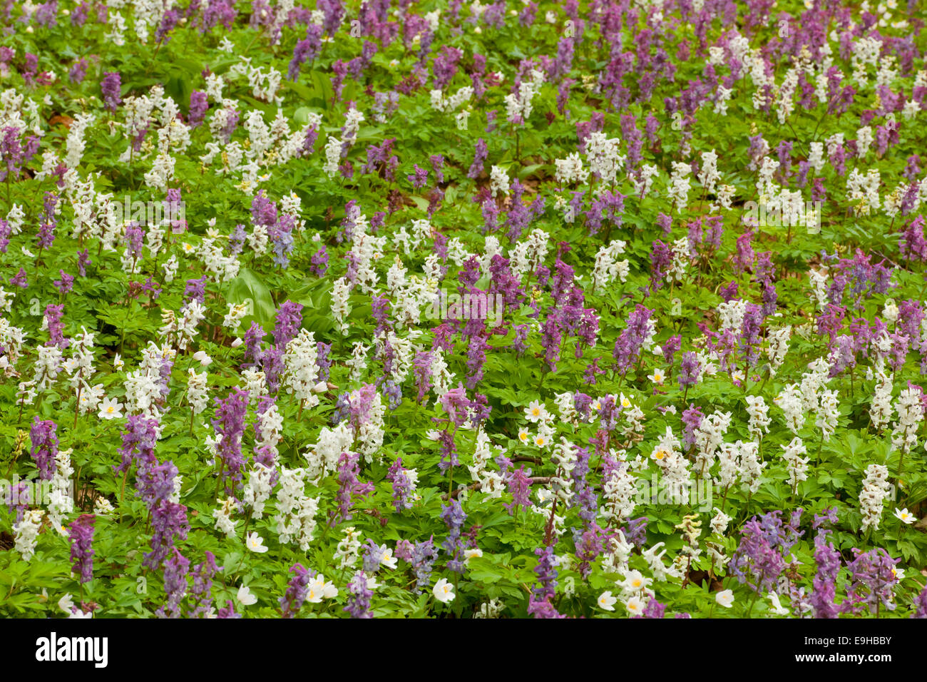 Hollow larkspur (Corydalis cava), blooming, Hainich National Park, Thuringia, Germany Stock Photo