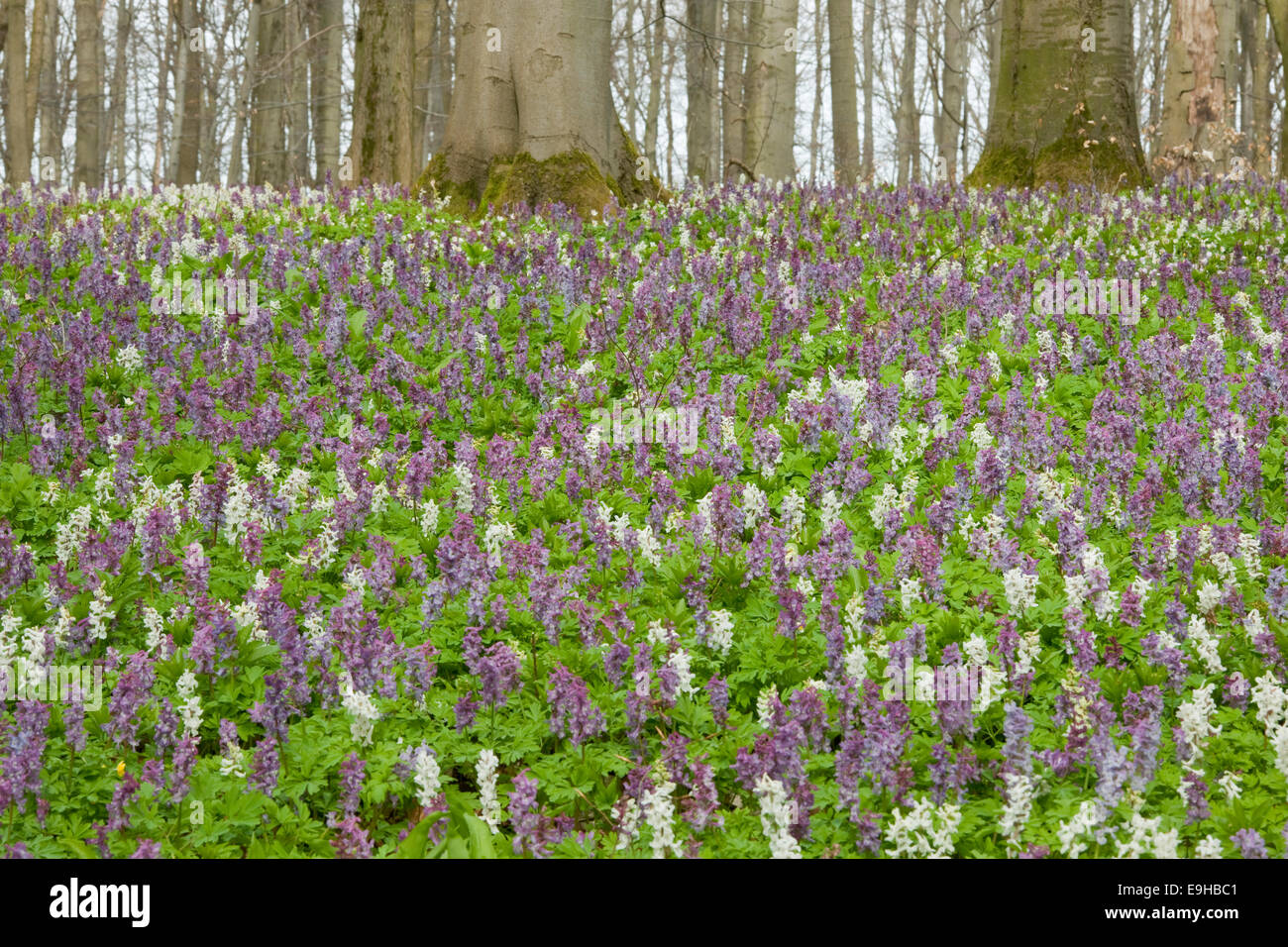 Hollow larkspur (Corydalis cava), blooming, Hainich National Park, Thuringia, Germany Stock Photo