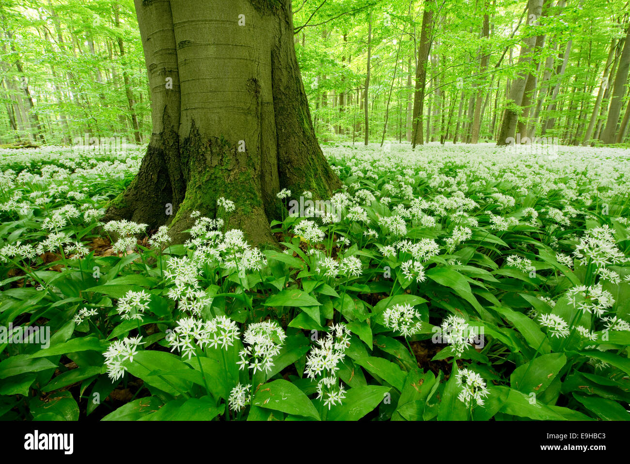 Ramsons (Allium ursinum) flowering, Hainich National Park, Thuringia, Germany Stock Photo