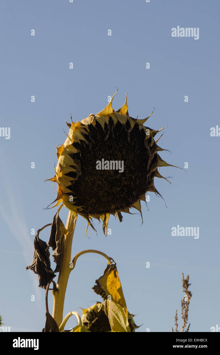 A single sunflower drying out in the sun until the seeds go black and the field is harvested. Stock Photo