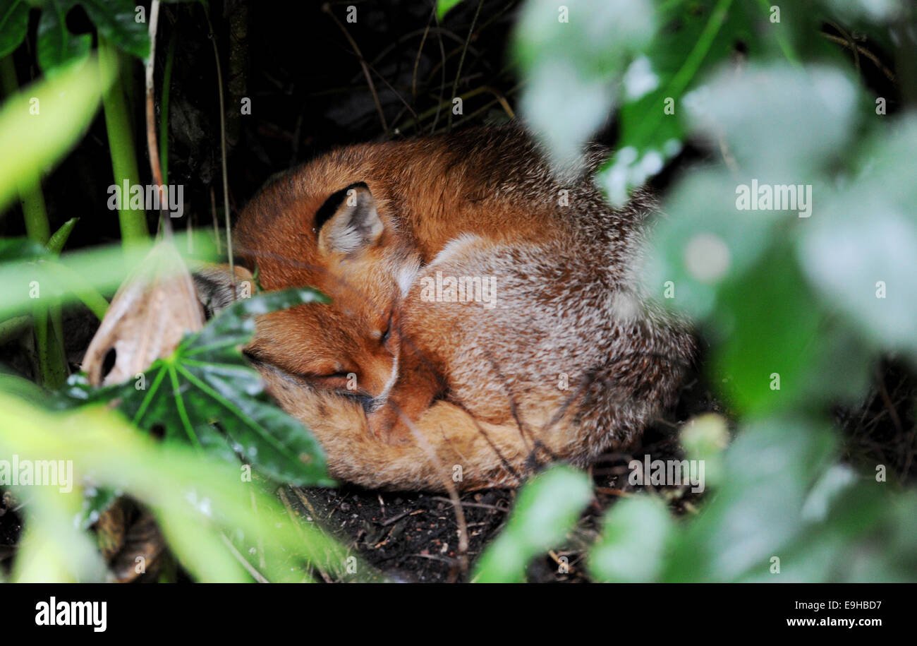Brighton Sussex UK - Fox fast asleep living in the garden behind the Bonsai Shop in Brighton Stock Photo