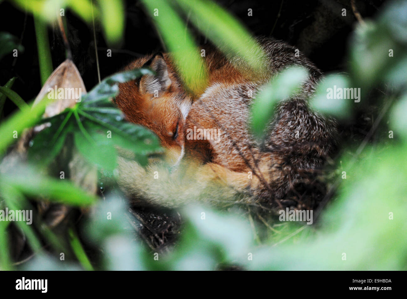 Brighton Sussex UK - Fox fast asleep living in the garden behind the Bonsai Shop in Brighton Stock Photo