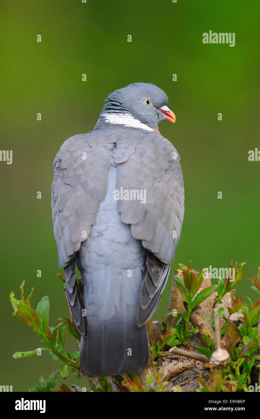 A back view of a  woodpigeon UK Stock Photo