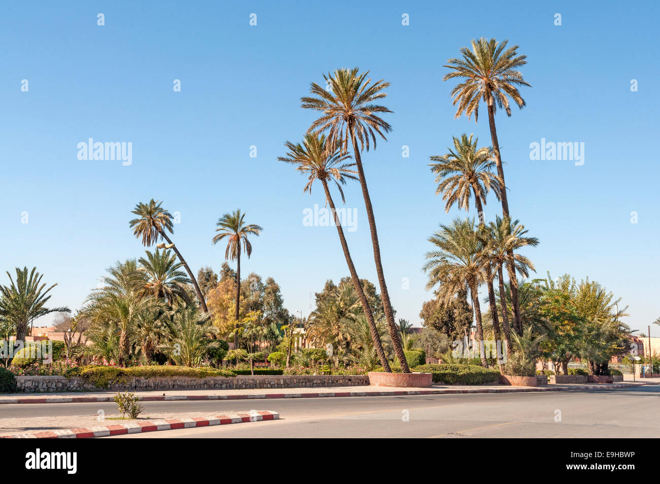 Palm trees in the city of Marrakesh, Morocco Stock Photo